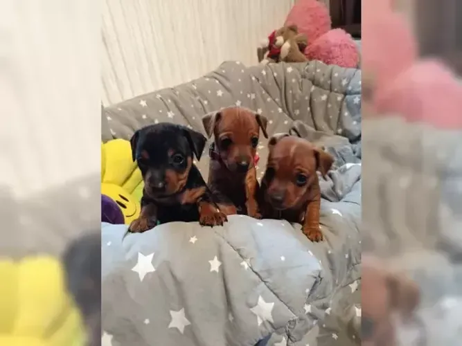 Baby Pinscher/Pincher Pequenino Macho e Fêmea com Pedigree em SP