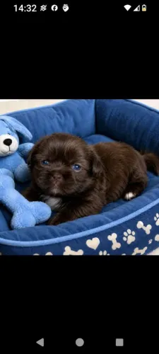 Cachorro