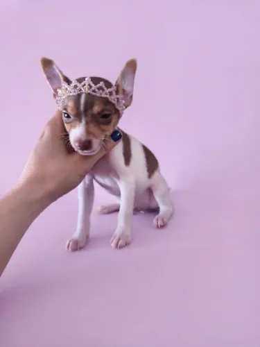 Pinscher Menina Pequena que Conquista Corações