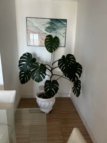 Planta costela de adão