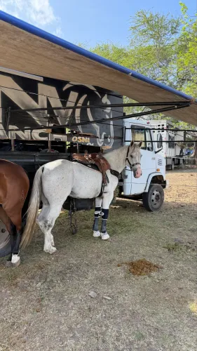 Cavalo de direita vaquejada