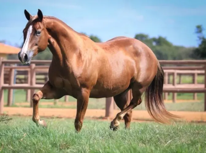 Doasse cavalo