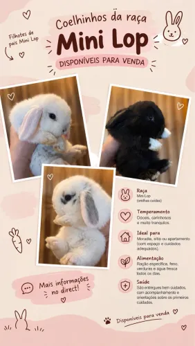 Filhotes de coelho Mini Lop