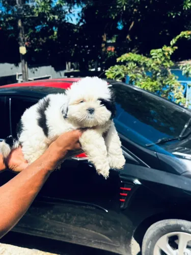 Cachorro Shitzu 100% puro