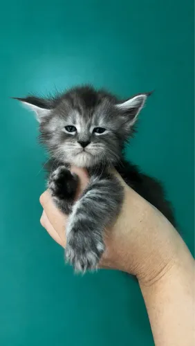 Maine coon fêmea 