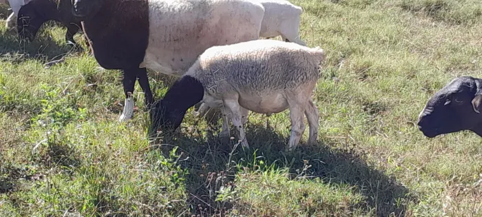 Borrego Dorper 