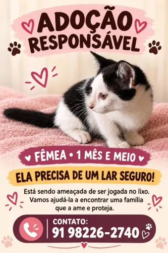 Adoção de gatinhos