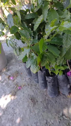 Venda de plantas 