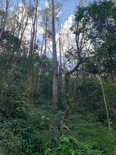 500 hectares de Eucaliptos em pé, com 35 anos, prontos  para corte - Serra da Bocaina