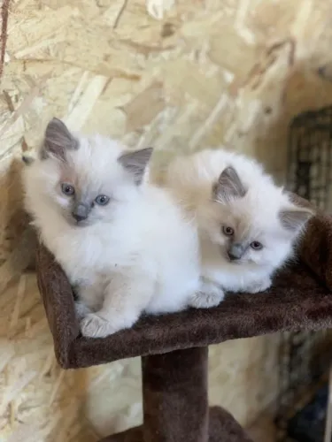 Ragdoll Disponível 