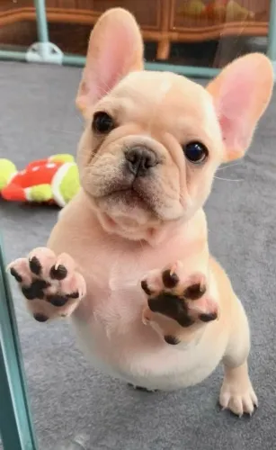 Filhote de Bulldog Francês à venda 