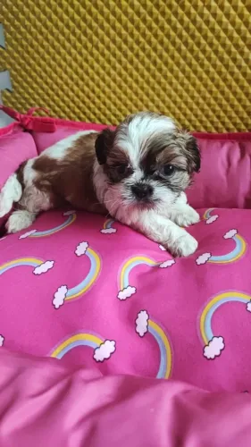 Filhotes de Shih Tzu prontos para novos lares