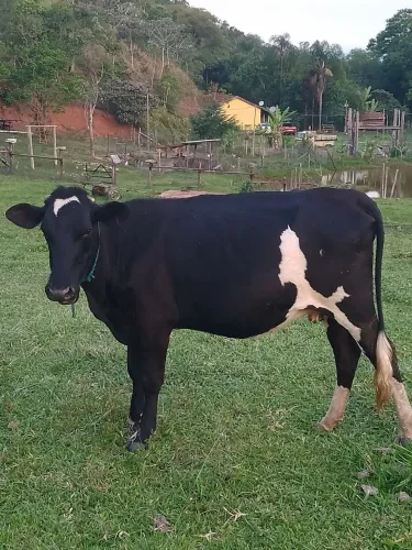 Vacas primeira cria ou Troco por carro