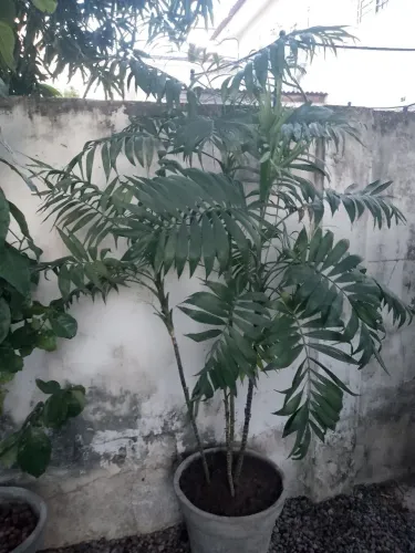 Planta Palmeira