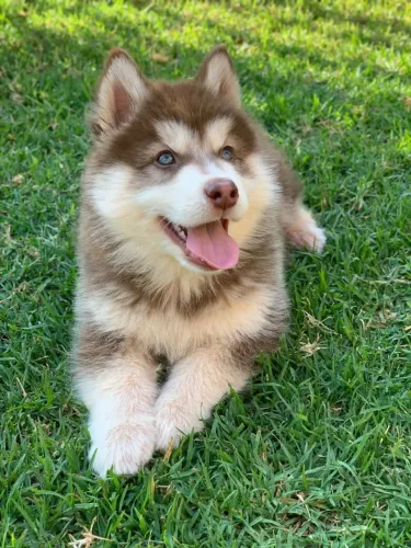 Husky Siberiano - Pelúcia de Olhos Azuis!