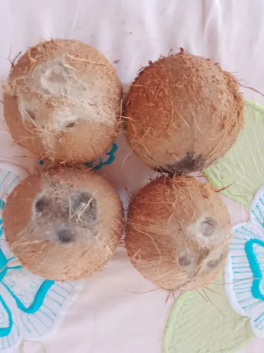 Coco seco descascado