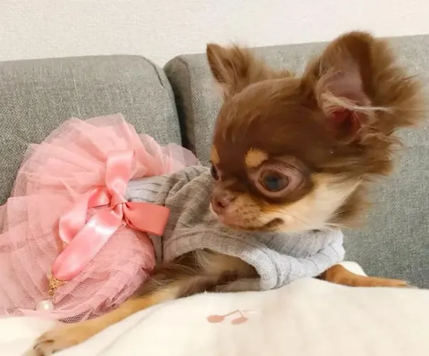 Filhotes de Chihuahua, fêmea e machinho!!
