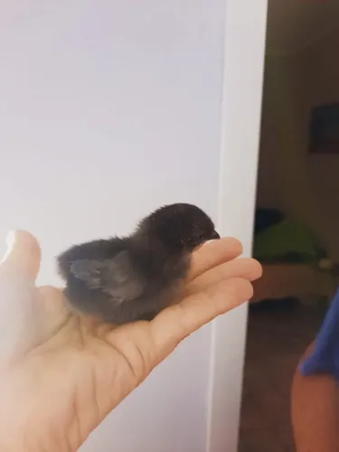 Pintinhos Garnizé- Nagazaki com 12 dias