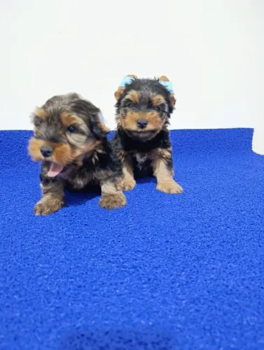 Leve um Pedacinho de Céu: Yorkshire Macho!