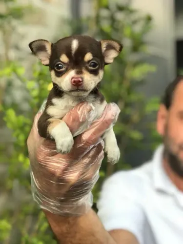 Chihuahua trabalhamos com mais de 20 raças.