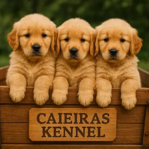 Golden Retriever Cão Amoroso - O Amigo que Você Procura