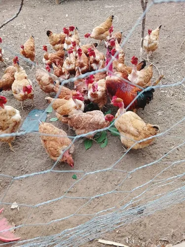 Vendo galinhas frangas e galos