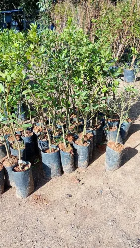 Plantas ornamentais árvores e frutíferas limpeza de terreno projetos Jardim