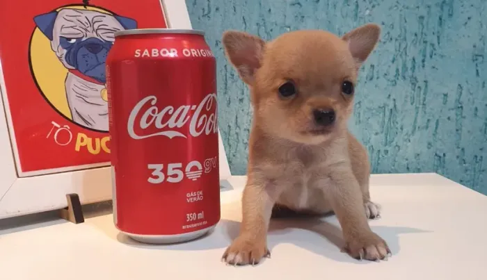 Chihuahua está te esperando! ?