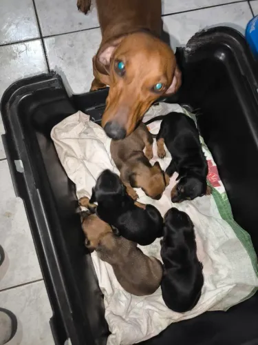 Daschusnd filhote disponíveis a partir do dia 10/12