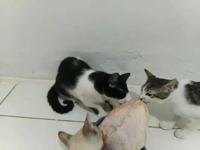 Doa-se gatinhas