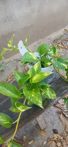 Plantas 20 reais cada