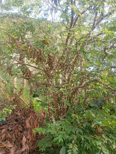 Mudas de jabuticabeira apartir de 70 reais