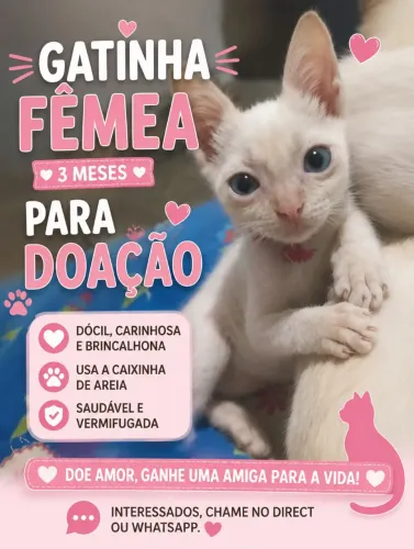 Gatinha fêmea para doação 