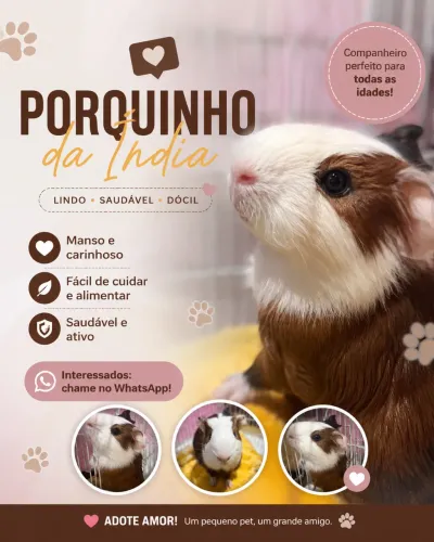 Porquinho da Índia Manso