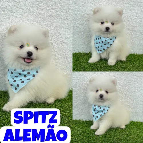 Machinho de Spitz Alemão c/ Microchipe + Garantia + Parcelado 12x