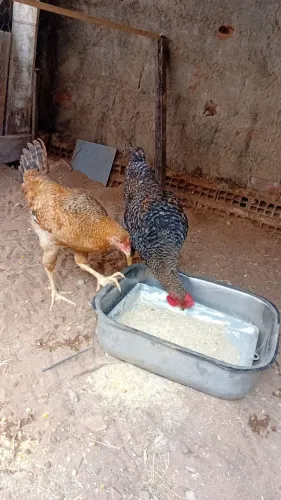 Casal de galinha são novo