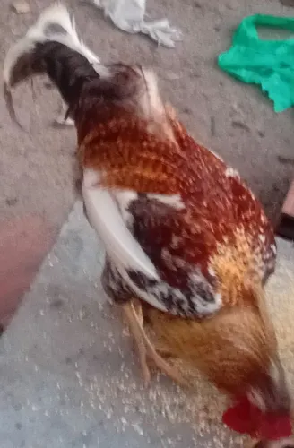 Galo e galinha raça