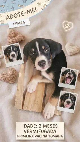 Adoção Responsável cachorros 