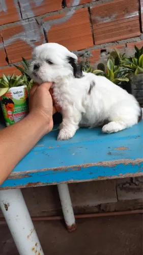 Filhote de Shih Tzu