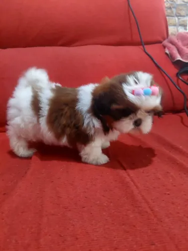 Shihtzu femea bolinha fofinha 1.000