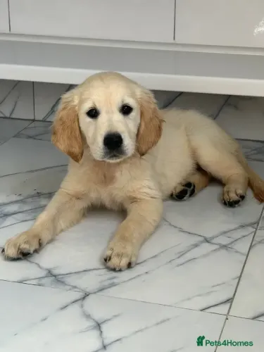 Neném muito carinhoso Golden Retriever