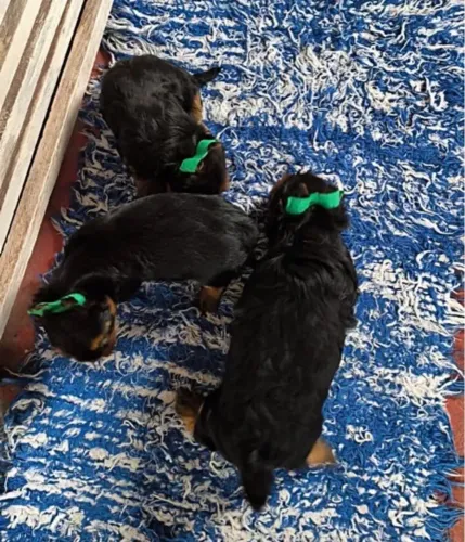 Lindos filhotes de yorkshire terrie micro com pedigree opsinal