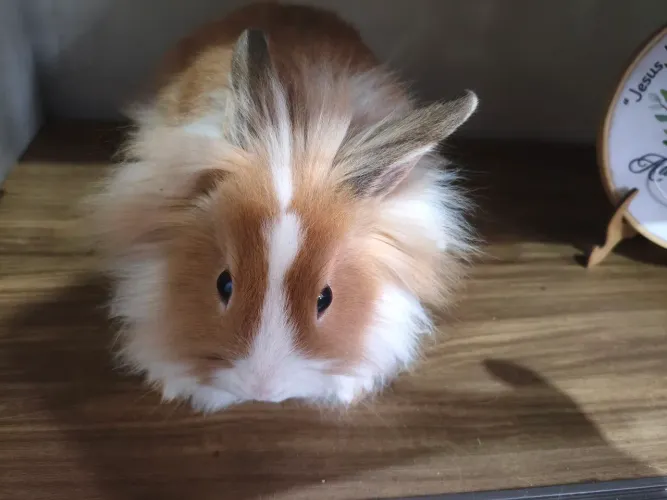 Mini coelho Netherland macho