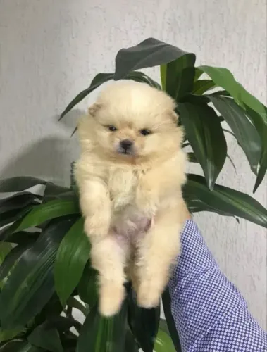 DOAÇÃO SPITZ ALEMÃO