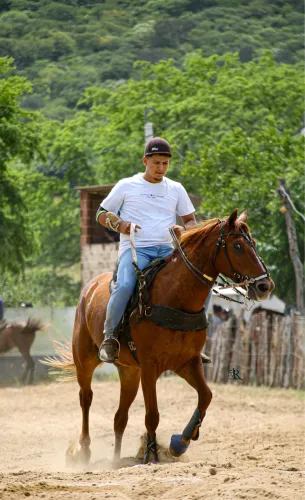 Cavalo de vaquejada