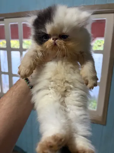 Gato persa