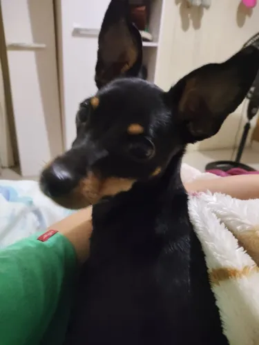 Pinscher fêmea número 2 com 1 ano 