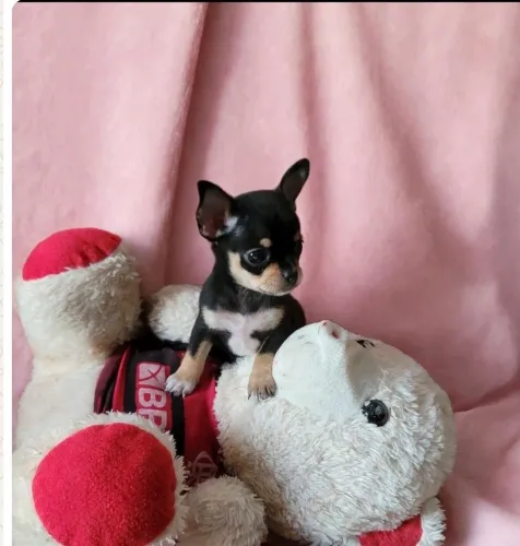 Chihuahua 