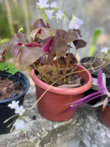 Vendo planta trevo