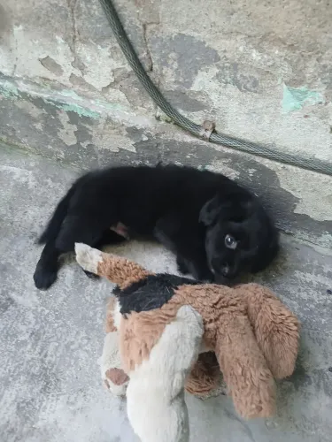 Filhote de Labrador com Chow Chow